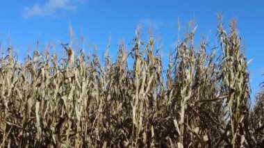 Kuru mısır tarlası mavi gökyüzüne karşı güneşli bir günde hasat etmeye hazır. Sonbaharda tarım sahası