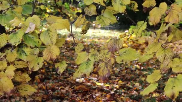 多くの黄色の葉と秋の季節にリンデンの木 庭のティリアの木 — ストック動画