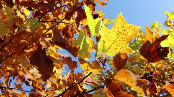 Gelbe Und Orangefarbene Blätter Des Tulpenbaums Garten Herbst Vor Blauem — Stockvideo