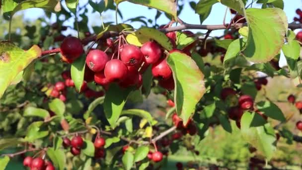 晴れた日に果樹園の枝に小さな赤いリンゴ 食用の観賞用リンゴ マルスの木 — ストック動画