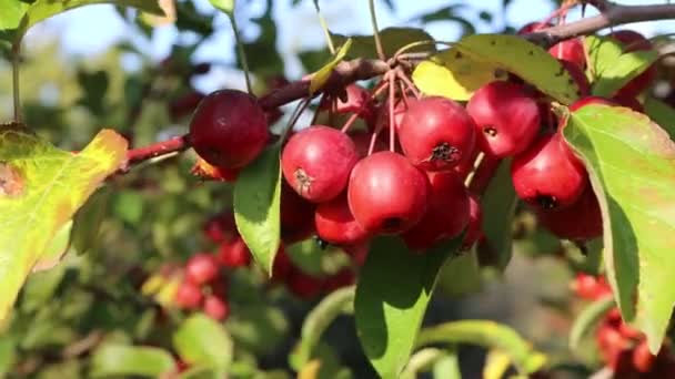 Pequeñas Manzanas Rojas Rama Huerto Día Soleado Manzanas Ornamentales Comestibles — Vídeo de stock