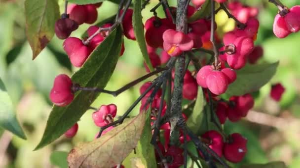 Euonymus Europaeus Strom Růžovým Pomerančovým Ovocem Větvi Také Nazývaný Vřetenovník — Stock video
