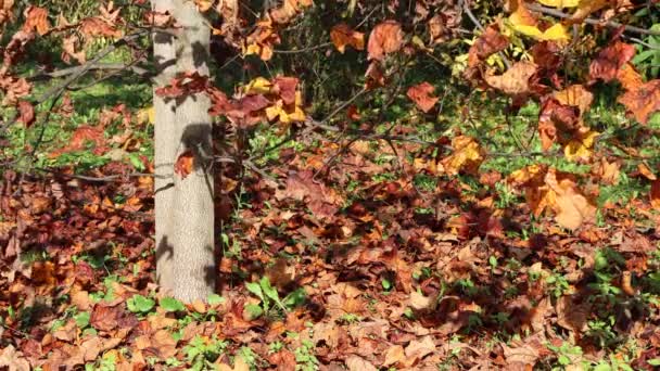 Planet Träd Med Många Torra Bruna Blad Höstsäsongen Platanus Occidentalis — Stockvideo