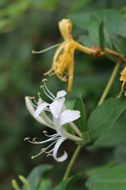 Beyaz hanımeli çiçeklerine yakın çekim. Lonicera japonica, Japon hanımeli olarak bilinen sonbahar mevsiminde çiçek açar.