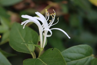 Beyaz hanımeli çiçeklerine yakın çekim. Lonicera japonica, Japon hanımeli olarak bilinen sonbahar mevsiminde çiçek açar.