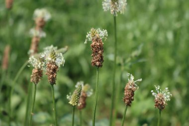 Lanceolata ya da çayırda çiçek açan Ribworth bitkisi. Yazın Plantago Lanceolata 'ya yakın çekim