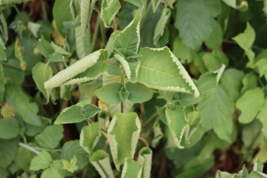 Isırgan bitkileri yazın kuraklıktan zarar gördü. Urtica dioica