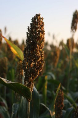 Sorghum veya darı bitkileri şafakta tarlada olur. Kuzey İtalya 'da Sorghum tarım ekimi