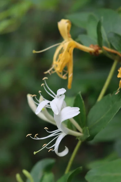 Zbliżenie Białych Kwiatów Wiciokrzewu Lonicera Japonica Znana Jako Japoński Wiciokrzew — Zdjęcie stockowe