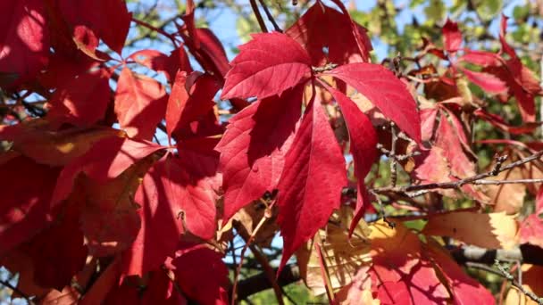 Närbild Röda Blad Partenocissus Quinquefolia Även Kallad Boston Murgröna Hösten — Stockvideo