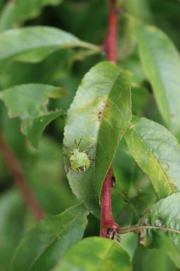 Gül yapraklarındaki yeşil kalkan böceği. Bahçedeki gül çalılığında genç Nezara viridula böceği