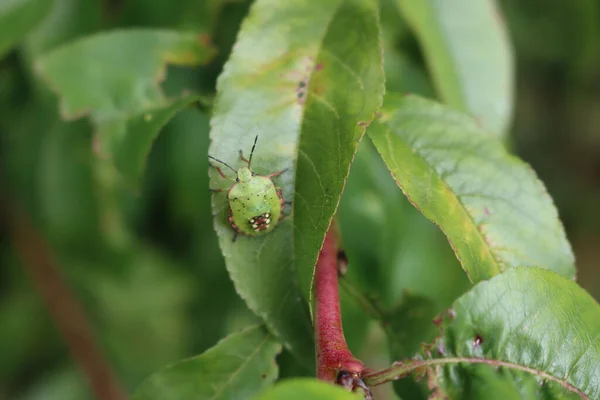 Bouclier Vert Sur Les Feuilles Rose Jeune Insecte Nezara Viridula — Photo