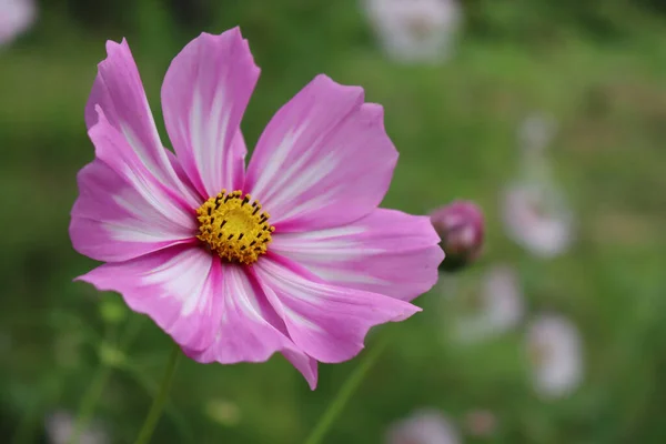 Fleurs Roses Blanches Cosmos Dans Jardin Pendant Saison Estivale Cosmos — Photo