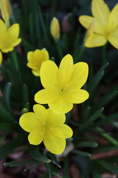 Sonbaharda Bahçede Çiçek Açan Bir Grup Sarı Timsah — Stok fotoğraf