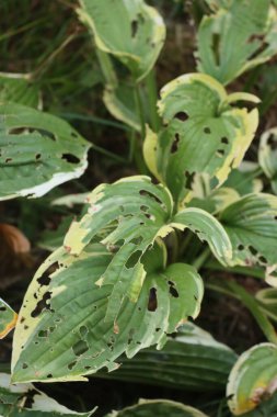 Bahçedeki salyangoz ve böceklerin yapraklarını tahrip ettiği beyaz ve yeşil Hosta.
