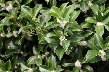 Bahçedeki çalıların üzerinde beyaz, tatlı osmanthus çiçekleri. Yazın çiçek açan Osmanthus.