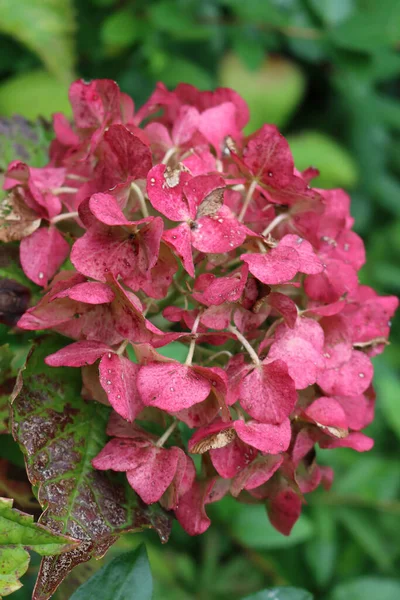 Nahaufnahme Der Alten Rosafarbenen Hortensienblüte Strauch Garten Zur Herbstzeit — Stockfoto