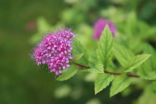 Close Little Pink Flowers Spirea Spiraea Bush Summer Spiraea Japonica — Stock Photo, Image