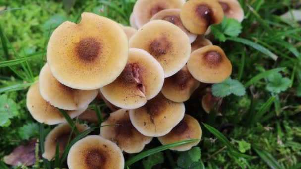 Ormandaki Bal Mantarı Yığını Armillaria Mellea — Stok video