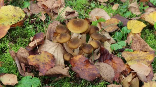 Clump Honey Fungus Forest Armillaria Mellea — Stock Video