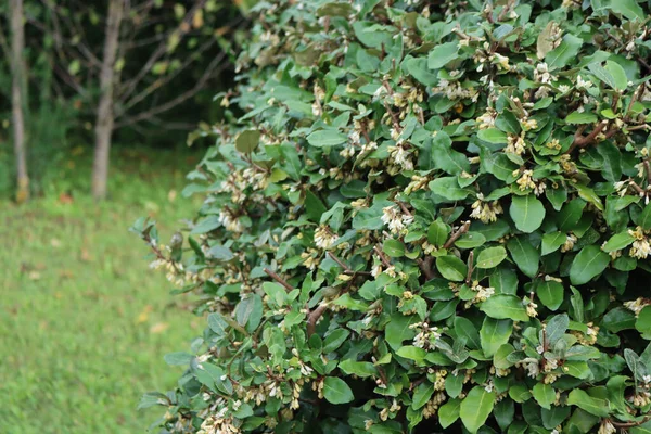 Eleagnus x Ebbingei, sonbahar sezonunda. Eleagnus çalıları çiçek açar Bahçede bir sürü beyaz çiçek