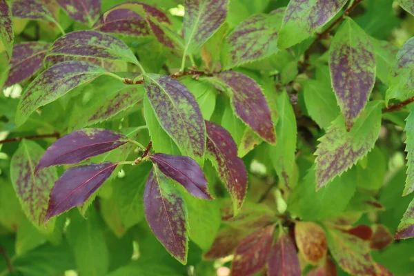 Közelkép Forsythia Bokor Zöld Piros Levelek Kertben Kora Ősszel — Stock Fotó