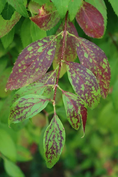 Primo Piano Del Cespuglio Forsythia Con Foglie Verdi Rosse Giardino — Foto Stock