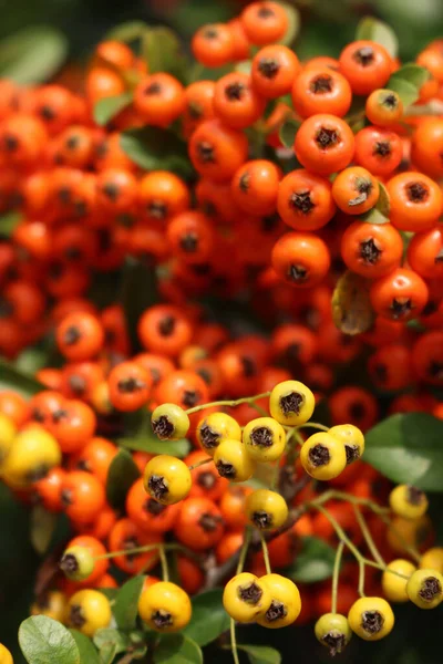 Zbliżenie Pięknych Żółtych Czerwonych Jagód Krzewu Pyracantha Owoce Cierni Selektywne — Zdjęcie stockowe