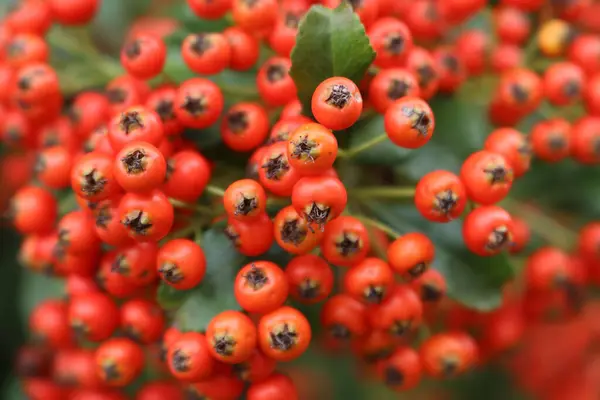 Gros Plan Belles Baies Rouges Buisson Pyracantha Fruits Aubépine Sur — Photo