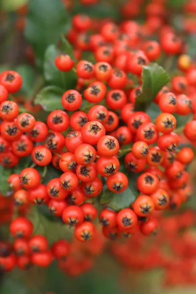 Närbild Vackra Röda Bär Pyracantha Buske Eldtornsfrukter Selektivt Fokus Höstbakgrund — Stockfoto