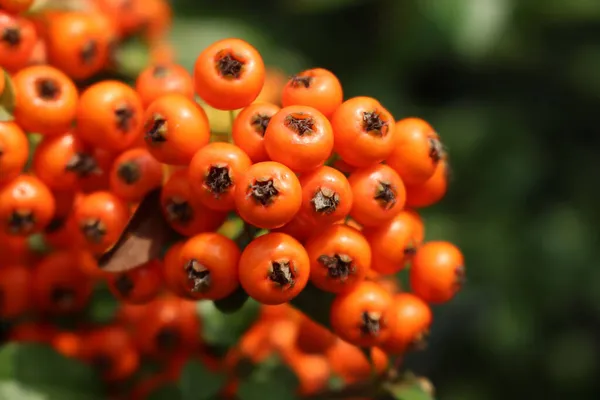 Zbliżenie Piękny Pomarańczowy Jagoda Pyracantha Krzak Owoce Cierni Selektywne Skupienie — Zdjęcie stockowe