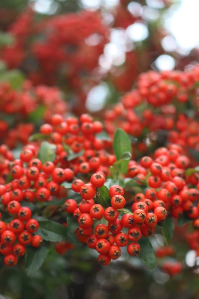 Gros Plan Belles Baies Rouges Buisson Pyracantha Fruits Aubépine Sur — Photo