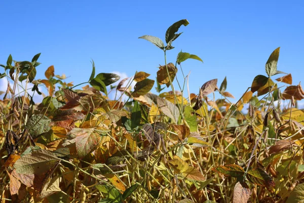 Gul Och Grön Sojabönsfält Sensommaren Mot Blå Himmel Solig Dag — Stockfoto