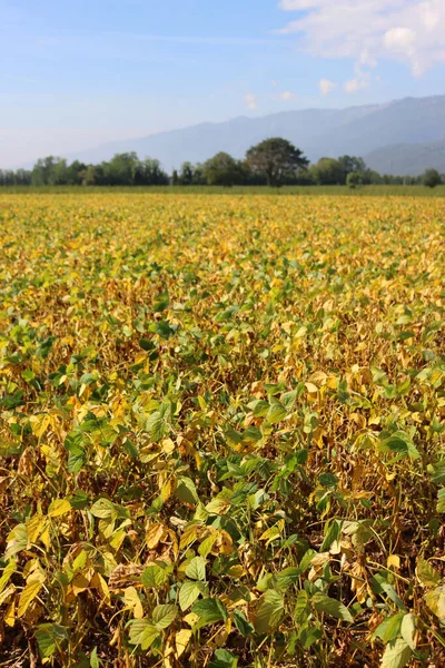 グリシン最大農業景観 晴れた日には黄色と緑のダイズ畑 — ストック写真