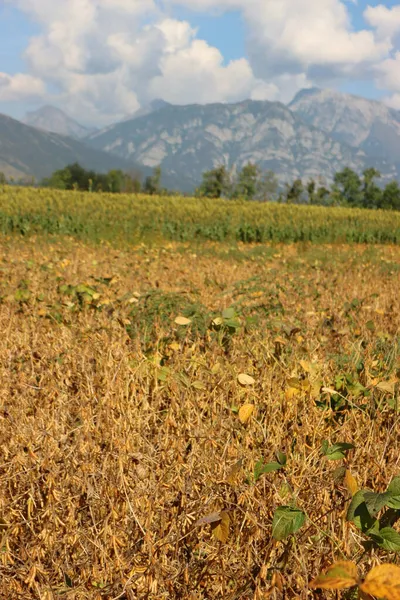 Gelbes Sojabohnenfeld Der Nähe Von Sorghumfeld Spätsommer Der Italienischen Landschaft — Stockfoto