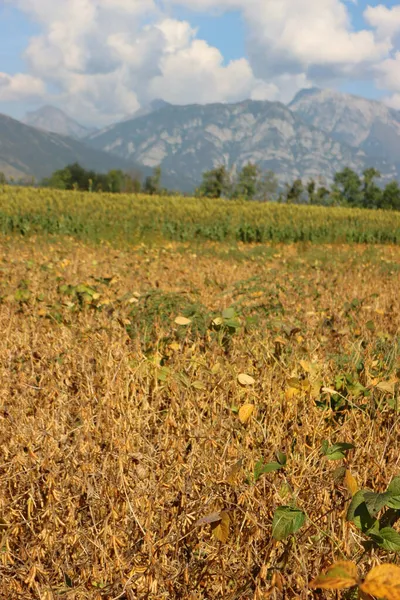 Campo Soja Amarilla Cerca Del Campo Sorgo Finales Del Verano —  Fotos de Stock