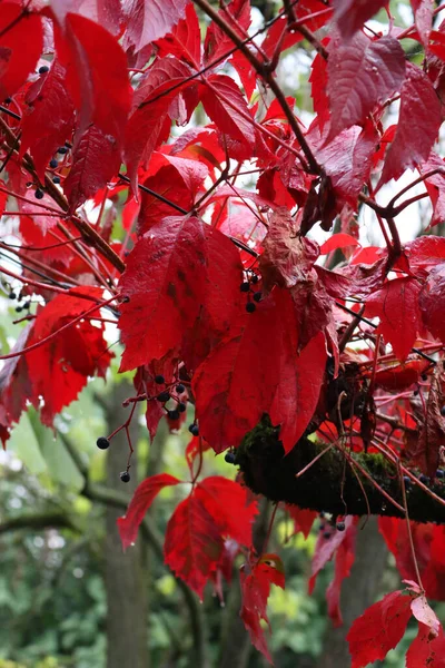Primer Plano Las Hojas Rojas Partenocissus Quinquefolia También Llamada Hiedra — Foto de Stock