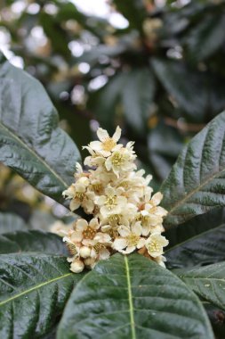 Eriobotrya japonica ağacı çiçek açtı. Loquat ağacının beyaz çiçekleri Japon medarı olarak da bilinir. 