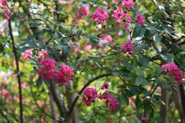 Lagerstroemia indica ağacı aynı zamanda bahçede çiçek açmış Crape Myrtle olarak da bilinir. Lagerstroemia pembe çiçekleri