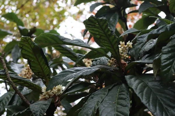 Eriobotrya Japonica Tree Bloom White Flowers Loquat Tree Also Called — Stock Photo, Image