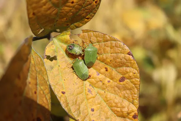 Green shield bugs on yellow soybean leaves in the field. Nezara viridula insect on soybean cultivation on autumn