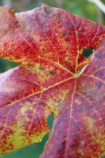 Close Folhas Videira Vermelhas Amarelas Vinha Temporada Outono Cultivo Vitis — Fotografia de Stock