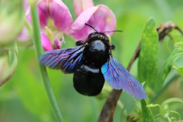 Közelkép Xylocopa Violacea Ról Nyáron Violet Carpenter Méh Egy Rózsaszín — Stock Fotó