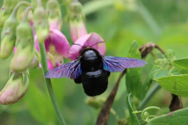 夏天的特写是紫锥菊的特写 紫红的木蜂在花园里一朵粉色的甜豌豆花上 — 图库照片