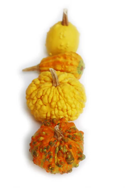 Διακοσμητικές Κίτρινες Και Πορτοκαλί Κολοκύθες Μια Σειρά Που Απομονώνονται Λευκό — Φωτογραφία Αρχείου