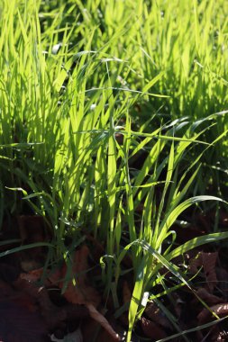 Güneşli bir günde, kış mevsiminde tarlada sıra sıra yetişen yeşil tahıl bitkileri. Kışın buğday tarlası