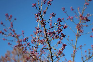 Mavi gökyüzüne karşı olgun mor böğürtlenli güzel bir çalılık. Callicarpa bodinieri çalıları kış mevsiminde bahçede 