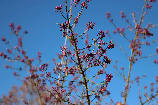 Beautyberry Buisson Avec Des Baies Pourpres Mûres Sur Branche Contre — Photo