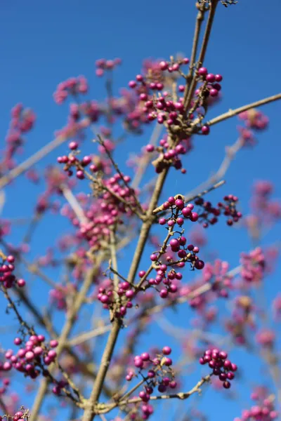 Beautyberry Buisson Avec Des Baies Pourpres Mûres Sur Branche Contre — Photo