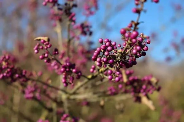 Schöner Beerenstrauch Mit Reifen Violetten Beeren Ast Vor Blauem Himmel — Stockfoto